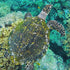 Tortue | Or 18 carats | Blanc | Tortue de mer de cristal | Bracelet Charmballa en macramé